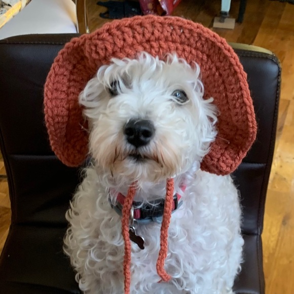 The most annoying dog - Picture 1 of 1